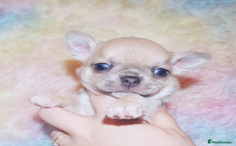 Chihuahua dogs - Advert 10