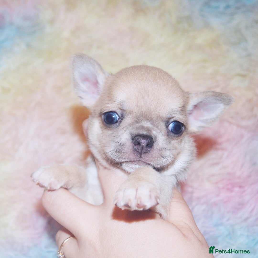 Chihuahua dogs for sale: KC REG HEALTH TESTED CHIHUAHUA BABIES - Image 17