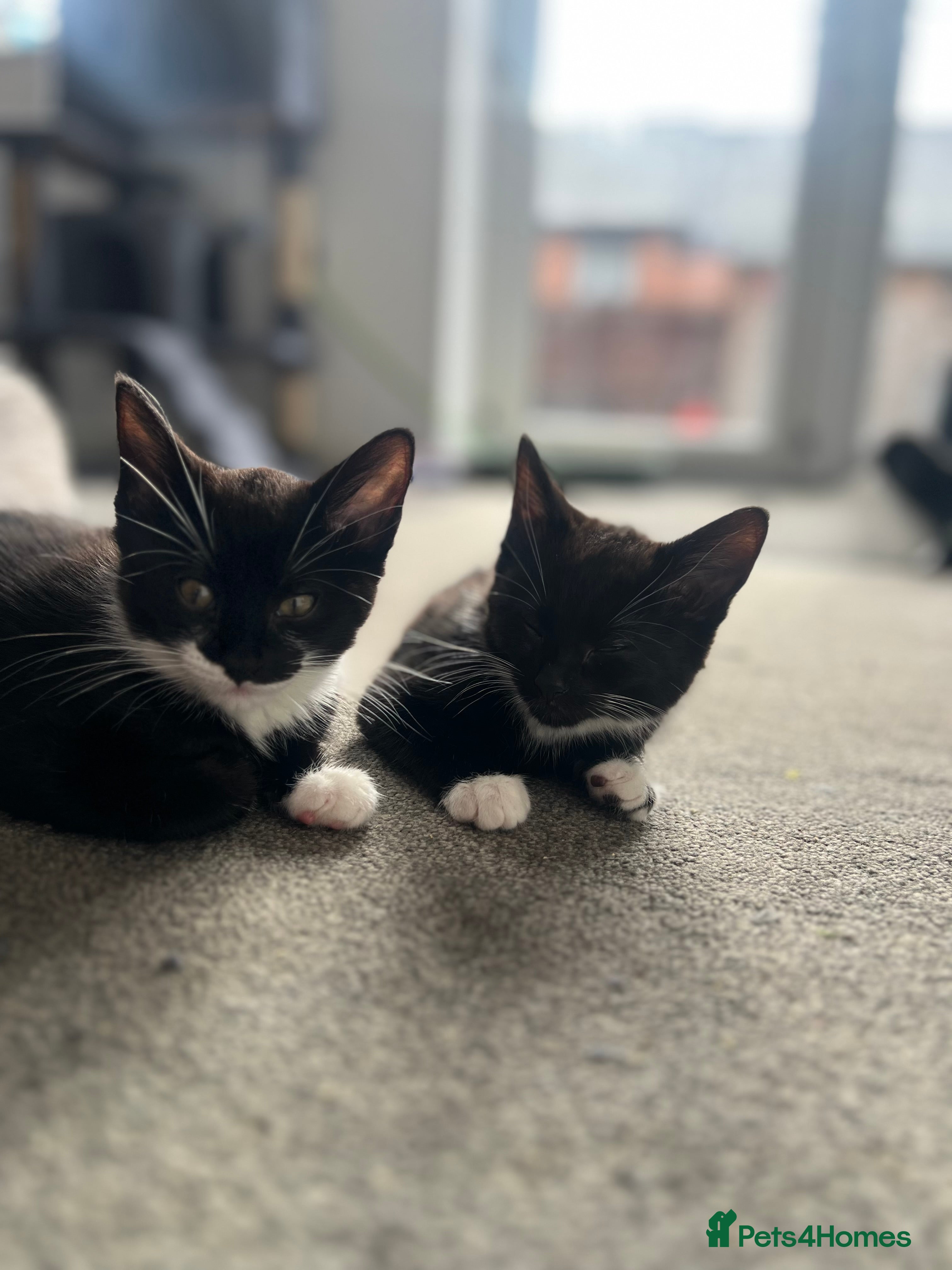 Mixed Breed cats kittens ready for a new home. - Advert 4