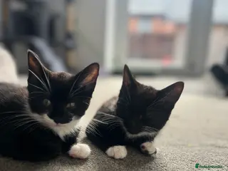 Mixed Breed cats kittens ready for a new home. - Advert 4