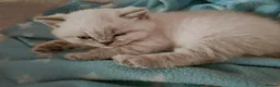 British Shorthair cats for sale: 2 rare Colour point British Shorthair kittens  - Advert 3