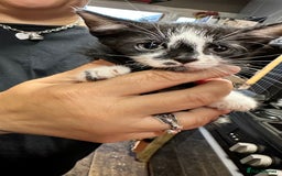 British Shorthair cats for sale: Grey ghost tabby kitten - Image 2