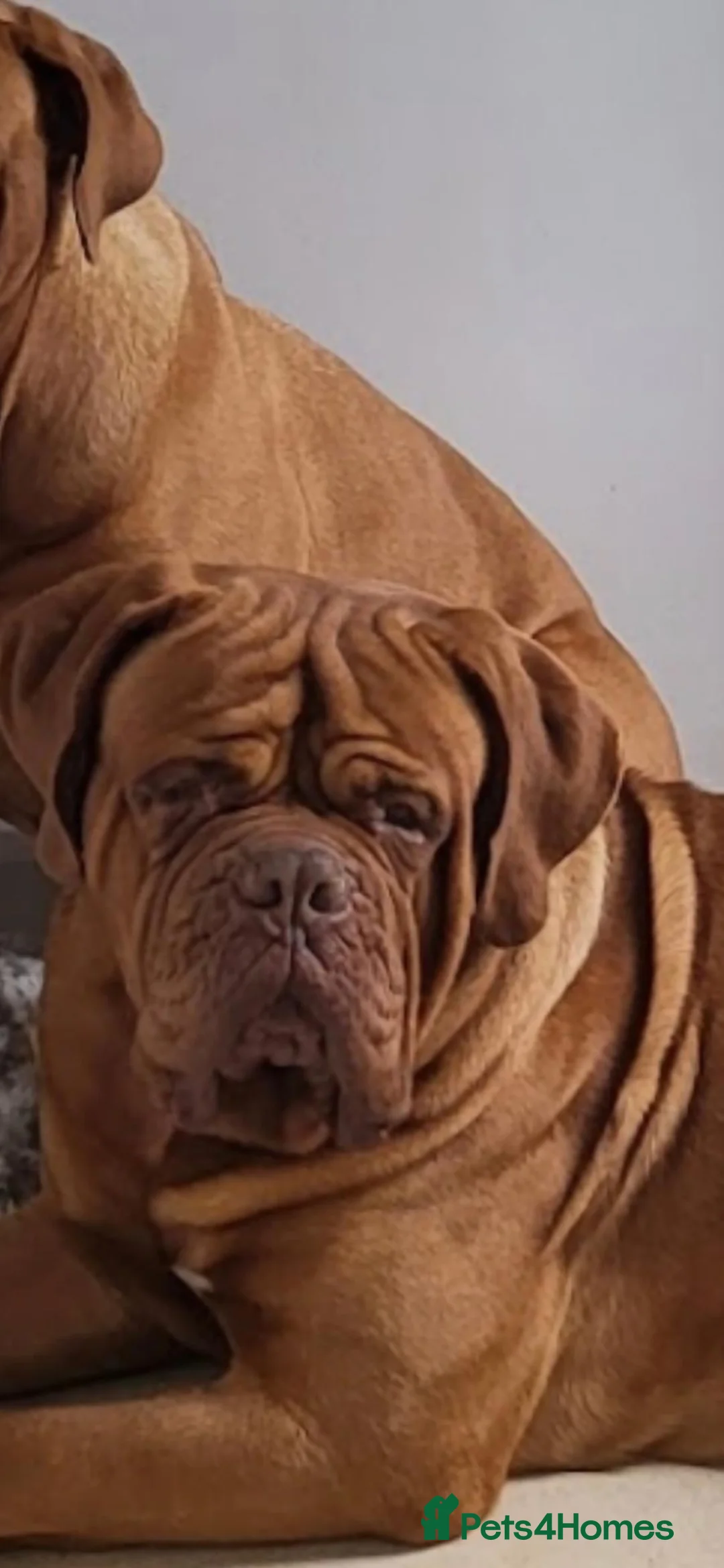 Dogue De Bordeaux dogs for stud: Dogue de bordeaux  in Margate - Advert 1