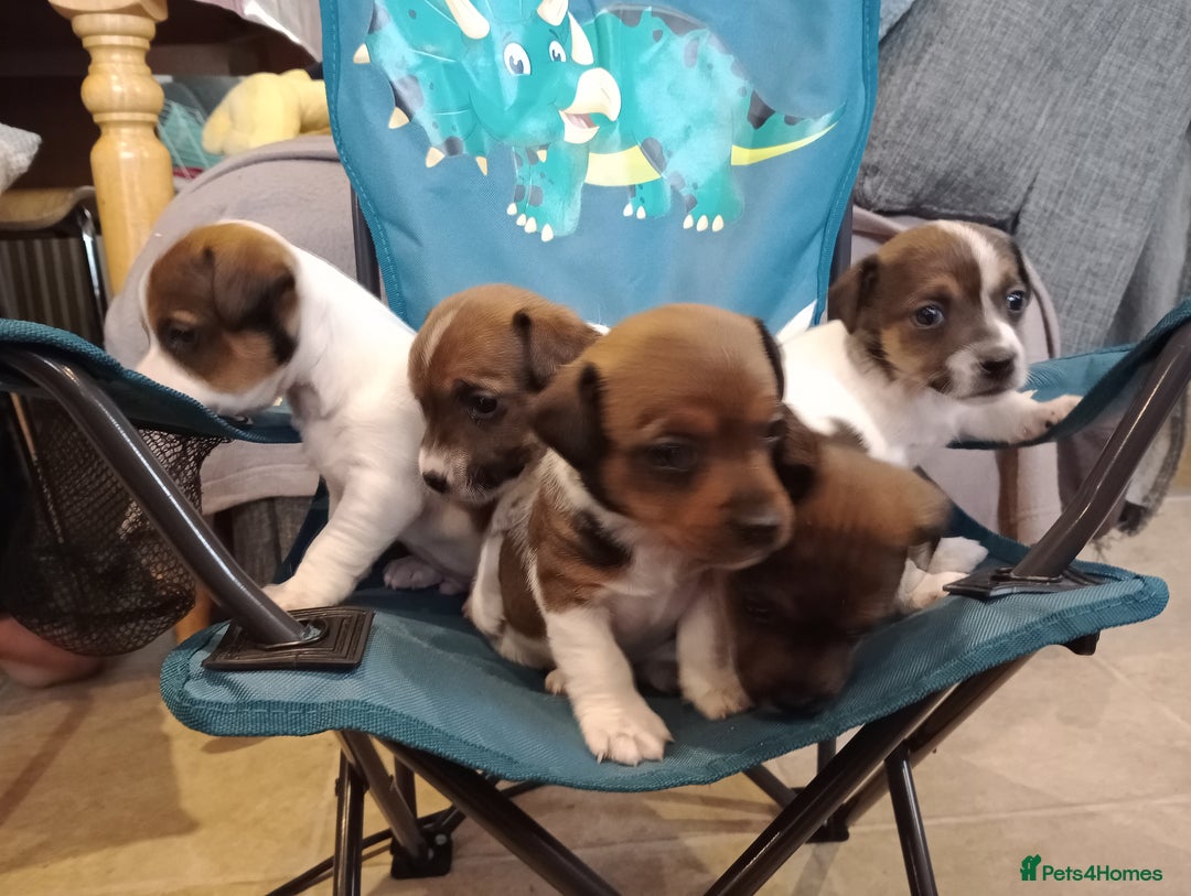 Jack Russell dogs for sale: Jack russell puppies - Advert 7
