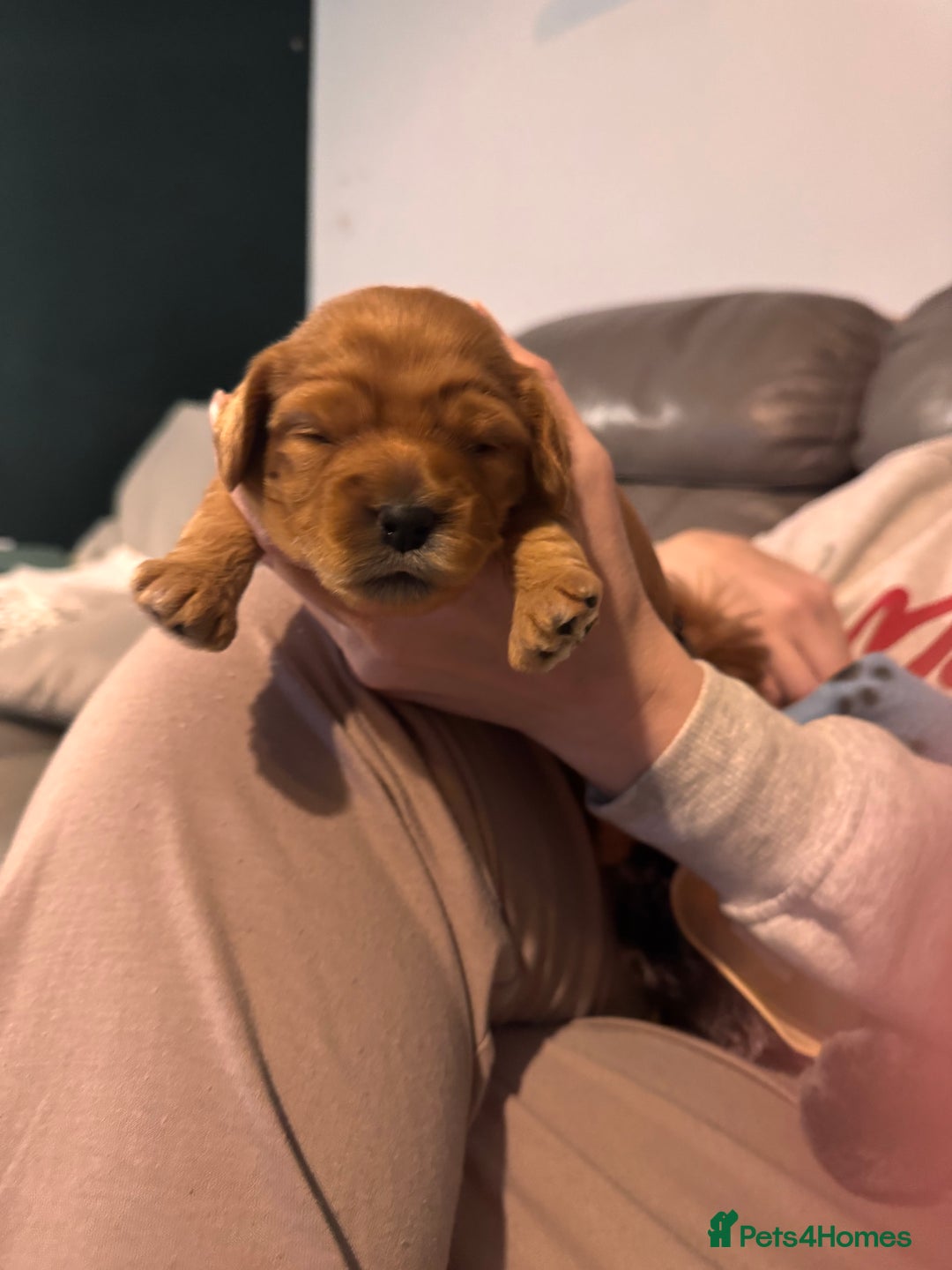 Cockapoo dogs for sale: Red Cockapoo girls F1b - Advert 9