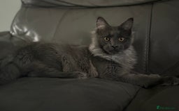Maine Coon cats for sale: Beautiful Maine coon kittens  in Wednesbury - Image 3