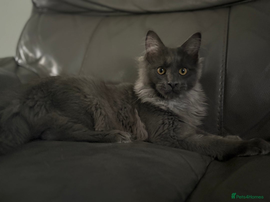 Maine Coon cats for sale: Beautiful Maine coon kittens  in Wednesbury - Image 3