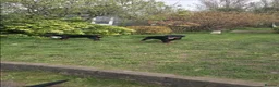 Rottweiler dogs for sale: KC Top ROTTWEILER Puppies , German blood - Advert 22