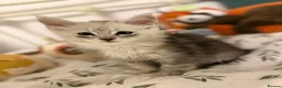 Maine Coon cats for sale: Large Registered Kittens  - Advert 3