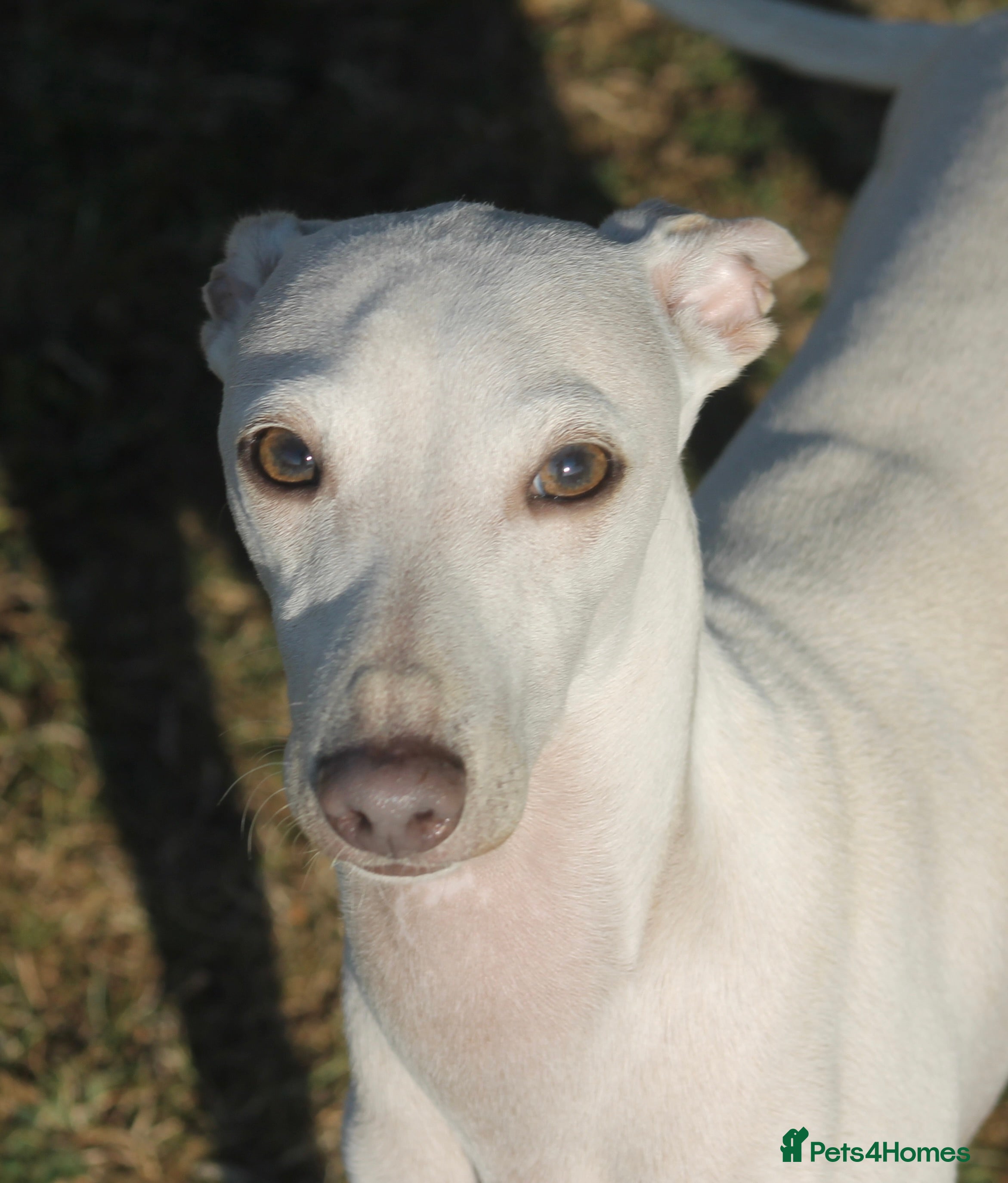 Italian Greyhound dogs Cream Italian Greyhound for Stud KC Registered - Advert 1