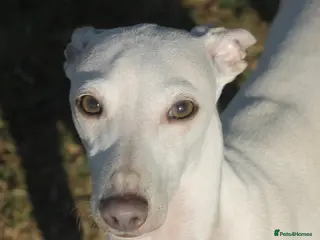 Italian Greyhound dogs Cream Italian Greyhound for Stud KC Registered - Advert 1