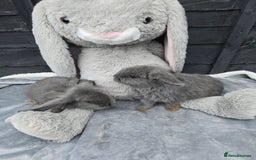 Continental Giant rabbits for sale: Giant french lops - Image 6