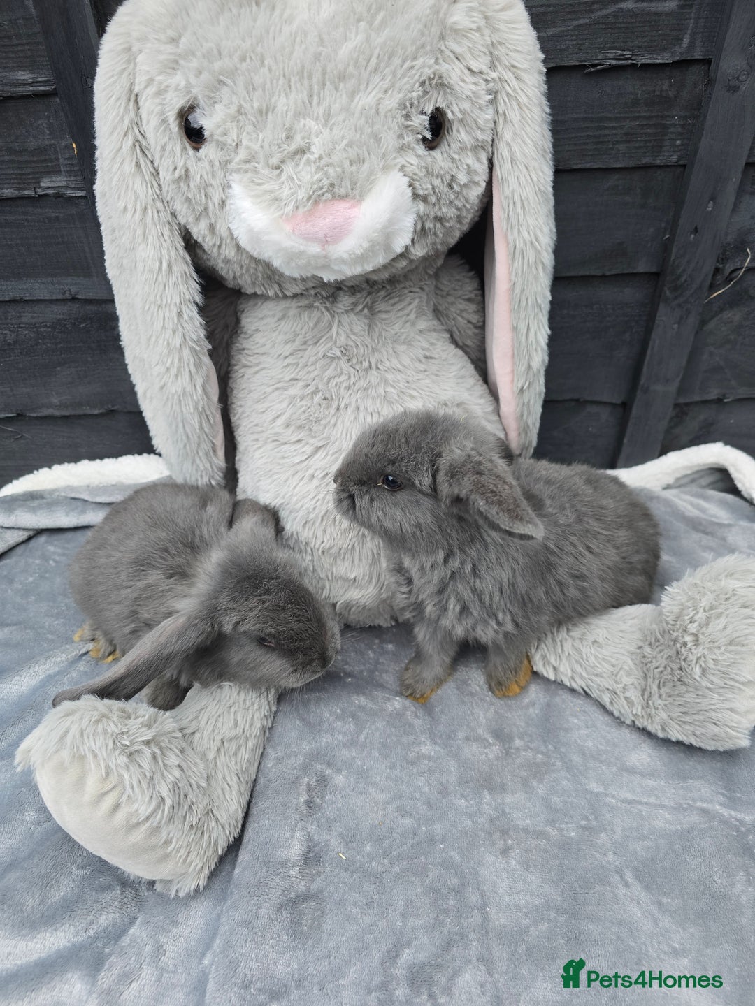 Continental Giant rabbits for sale: Giant french lops - Image 6