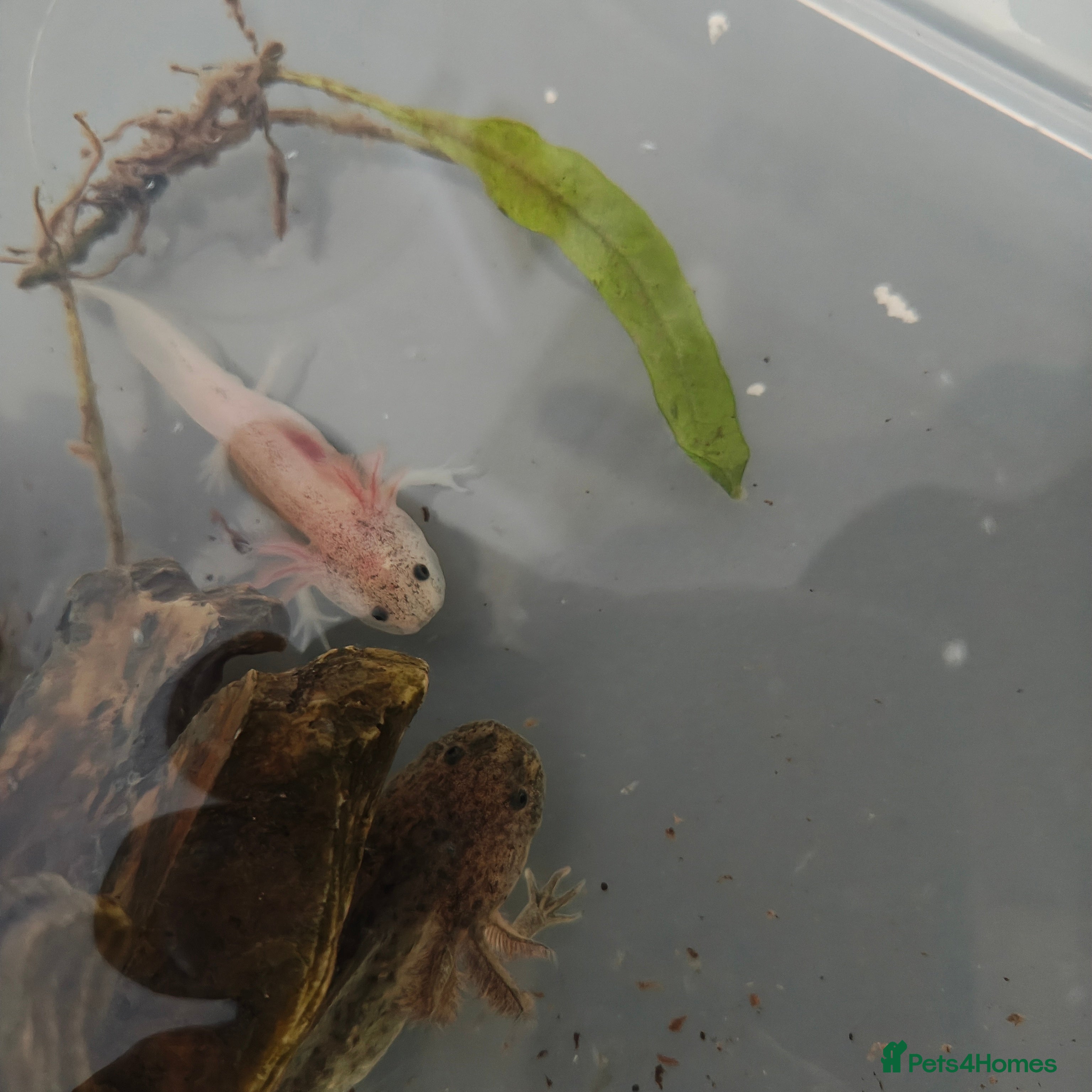 Axolotl reptiles 3 month old axolotls - Advert 10