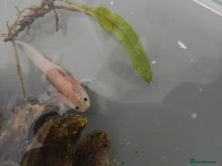 Axolotl reptiles 3 month old axolotls - Advert 10