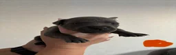 Staffordshire Bull Terrier dogs for sale: Staffordshire Bull Terrier pups x2 beautiful girls - Advert 30
