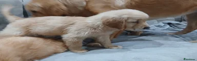 Golden Retriever 8