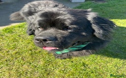 Newfoundland dogs for stud: Newfoundland stud  - Image 2