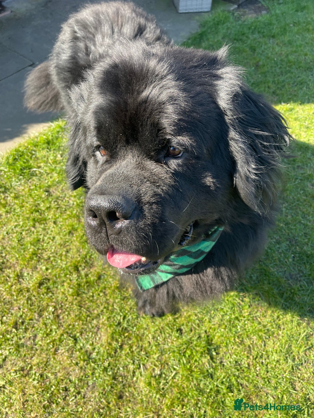 Newfoundland dogs for stud: Newfoundland stud  - Image 2