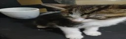 Mixed Breed cats for sale: mr teza in Wigan - Advert 6