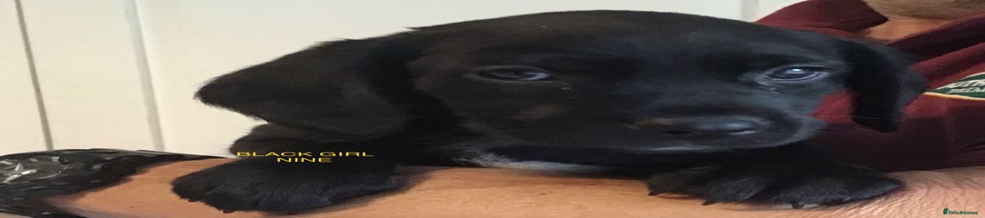 Cockerdor Puppy 9