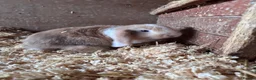 Mini Lop rabbits for sale: 5 beautiful bunnies for sale  - Advert 9
