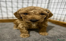 Cockapoo dogs for sale: Gorgeous F1b miniature cockapoo - Image 1