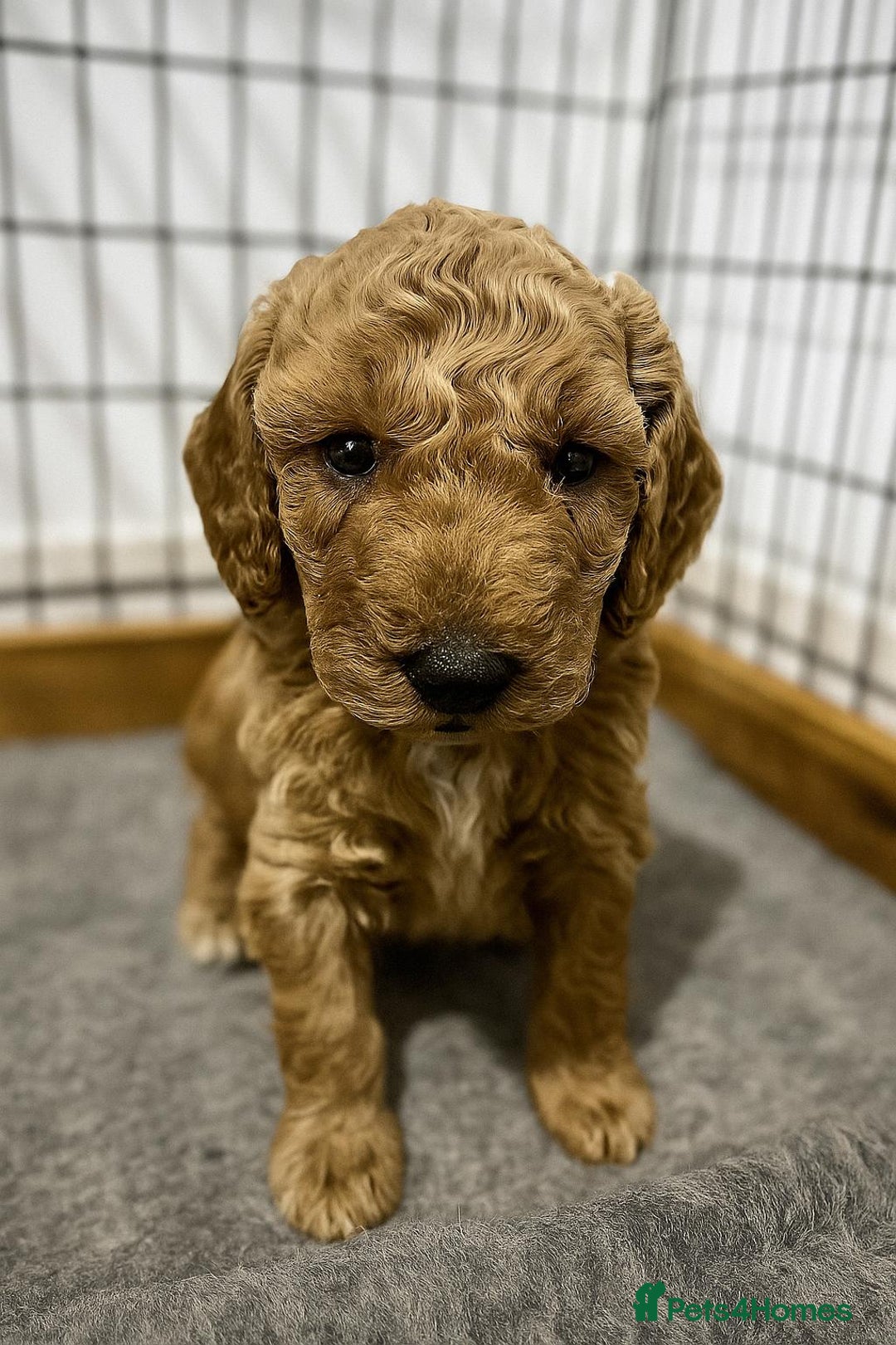 Cockapoo dogs for sale: Gorgeous F1b miniature cockapoo - Image 1