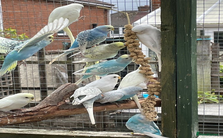 Budgerigars birds - Advert 5
