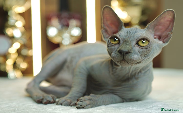 Sphynx cats - Advert 5