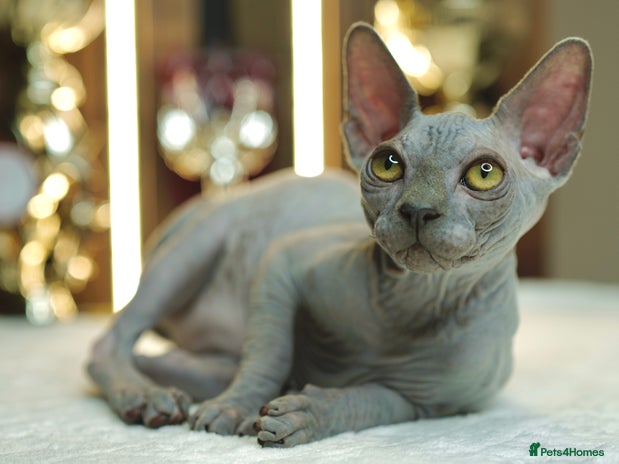 Sphynx cats - Advert 1