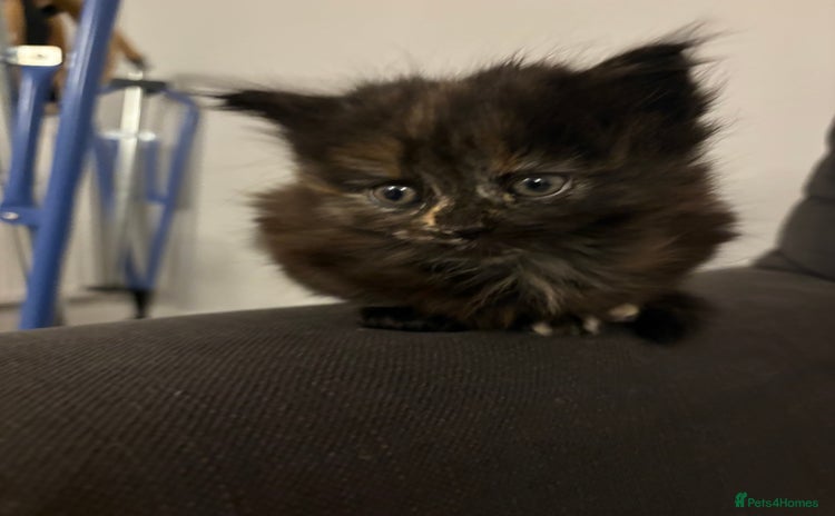 Mixed Breed cats Quarter Persian kittens  - Advert 15