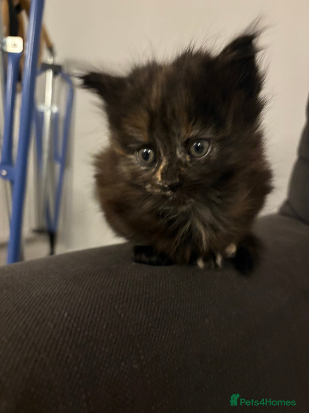Mixed Breed cats for sale: Quarter Persian kittens  - Image 2