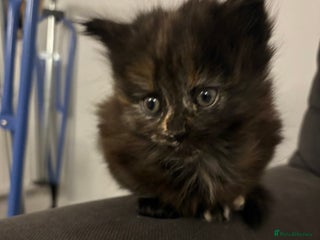 Mixed Breed cats - Advert 9