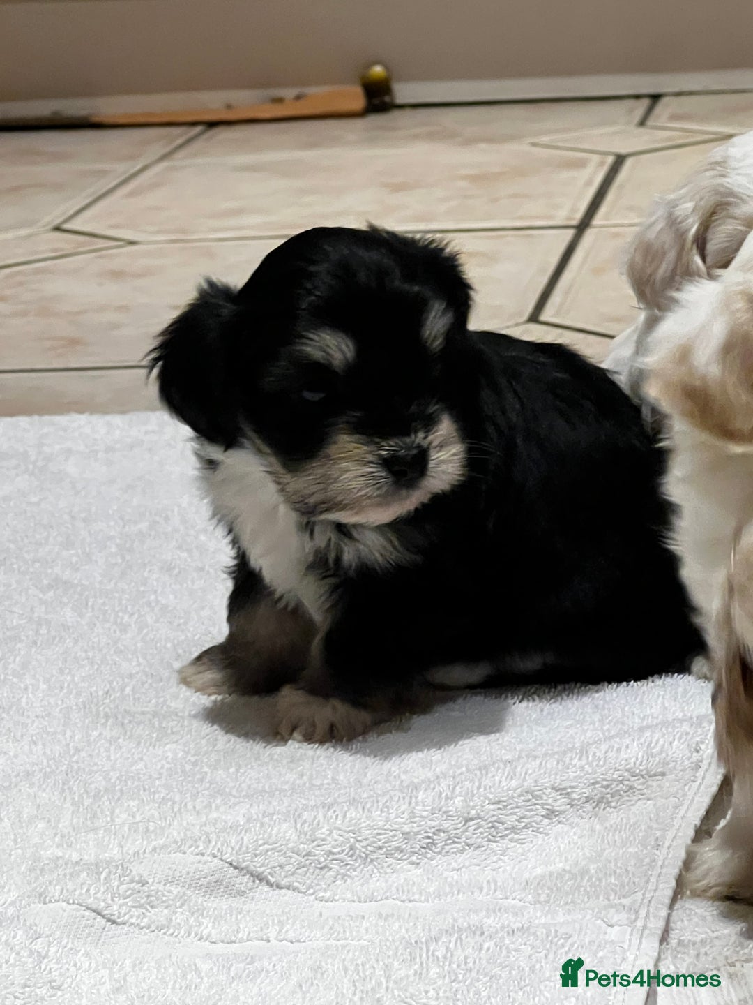 Bichon Frise dogs for sale: Bichon fries ready to go ! - Advert 11