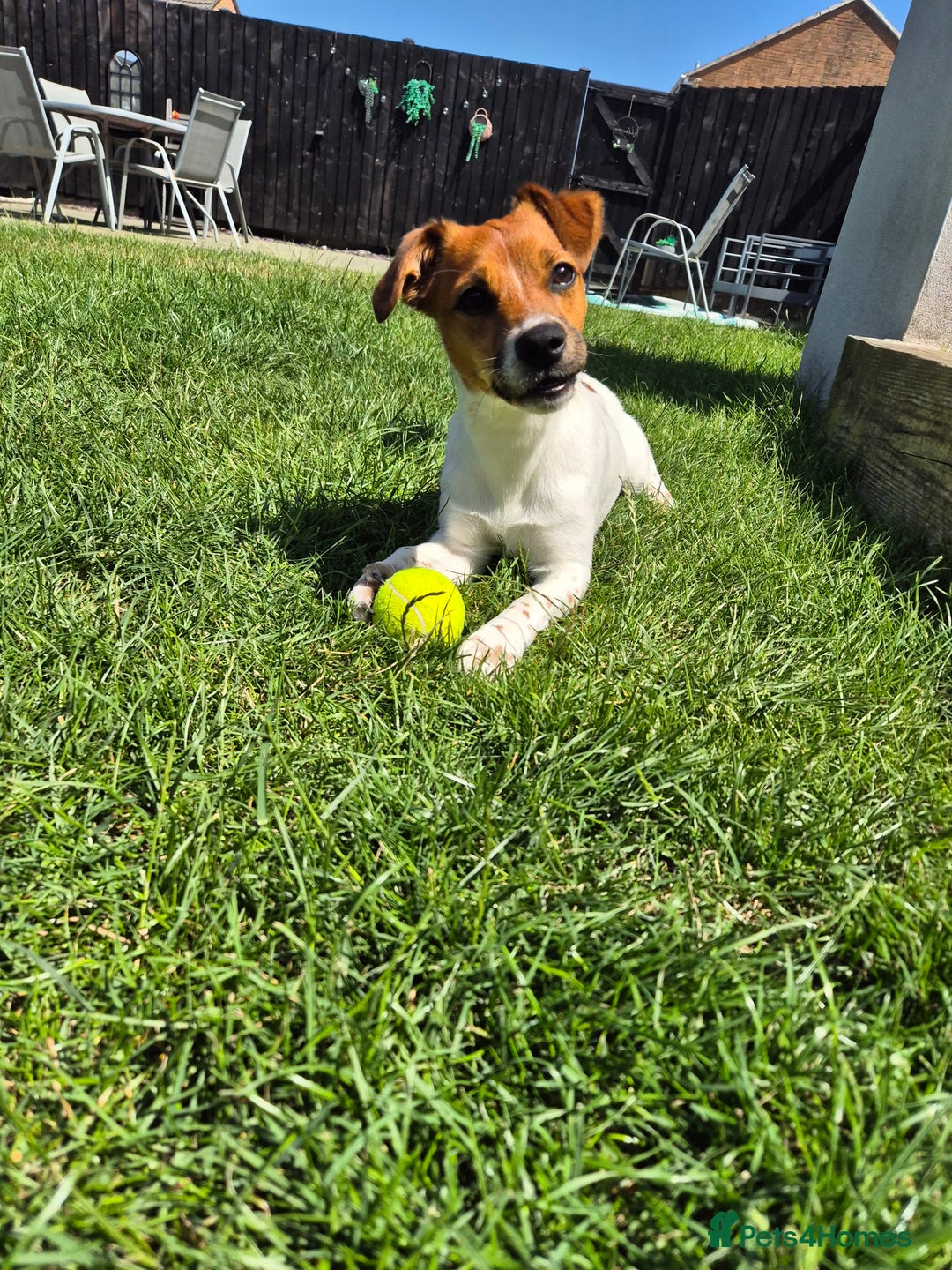 Jack Russell dogs for sale: Beautiful Jack Russell - Image 2