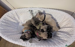 French Bulldog dogs for sale: French Bulldog Puppies  - Image 8