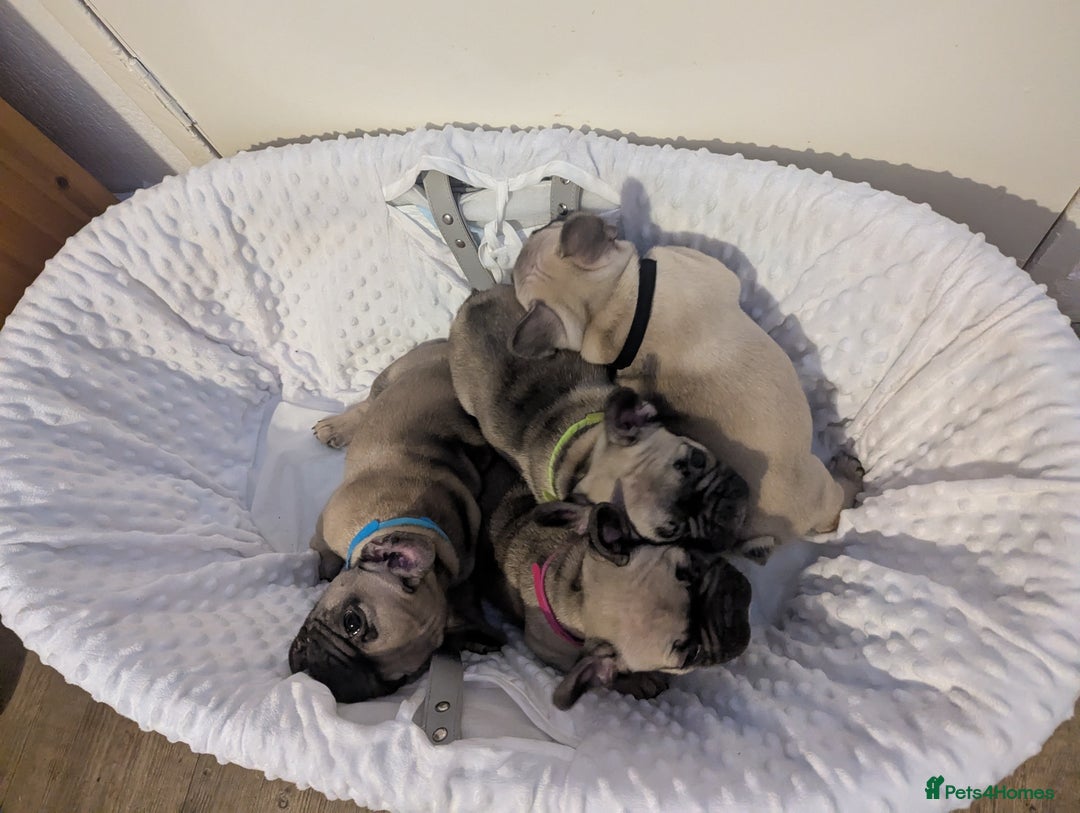 French Bulldog dogs for sale: French Bulldog Puppies  - Image 8
