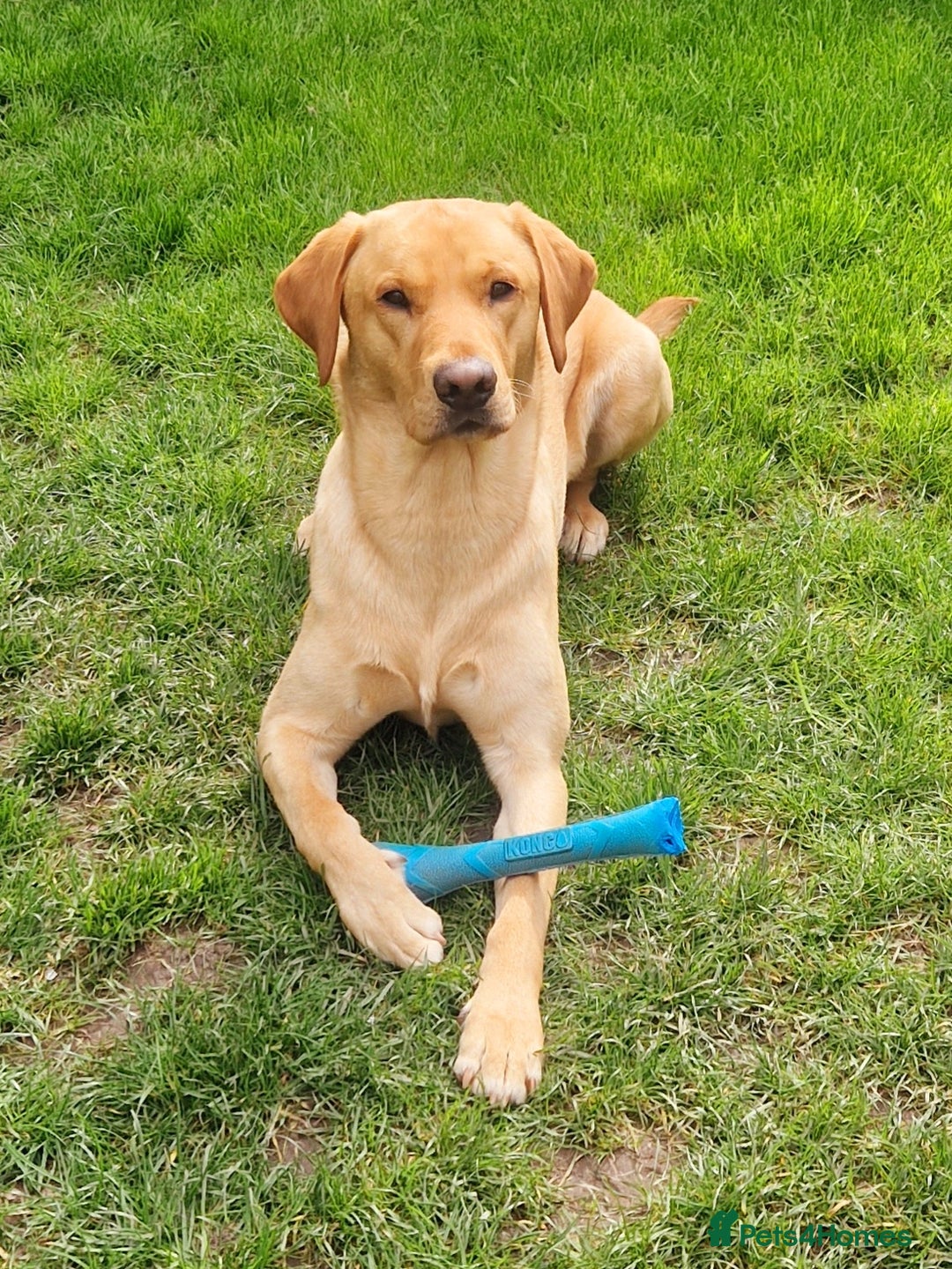 Labrador Retriever dogs for stud: Unproven Labrador Stud NO FEE. KC reg/BVA screened in Brecon - Advert 7