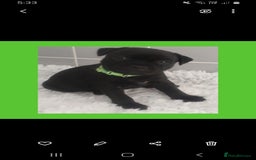 Staffordshire Bull Terrier dogs for sale: Genesis planned mating  - Image 5
