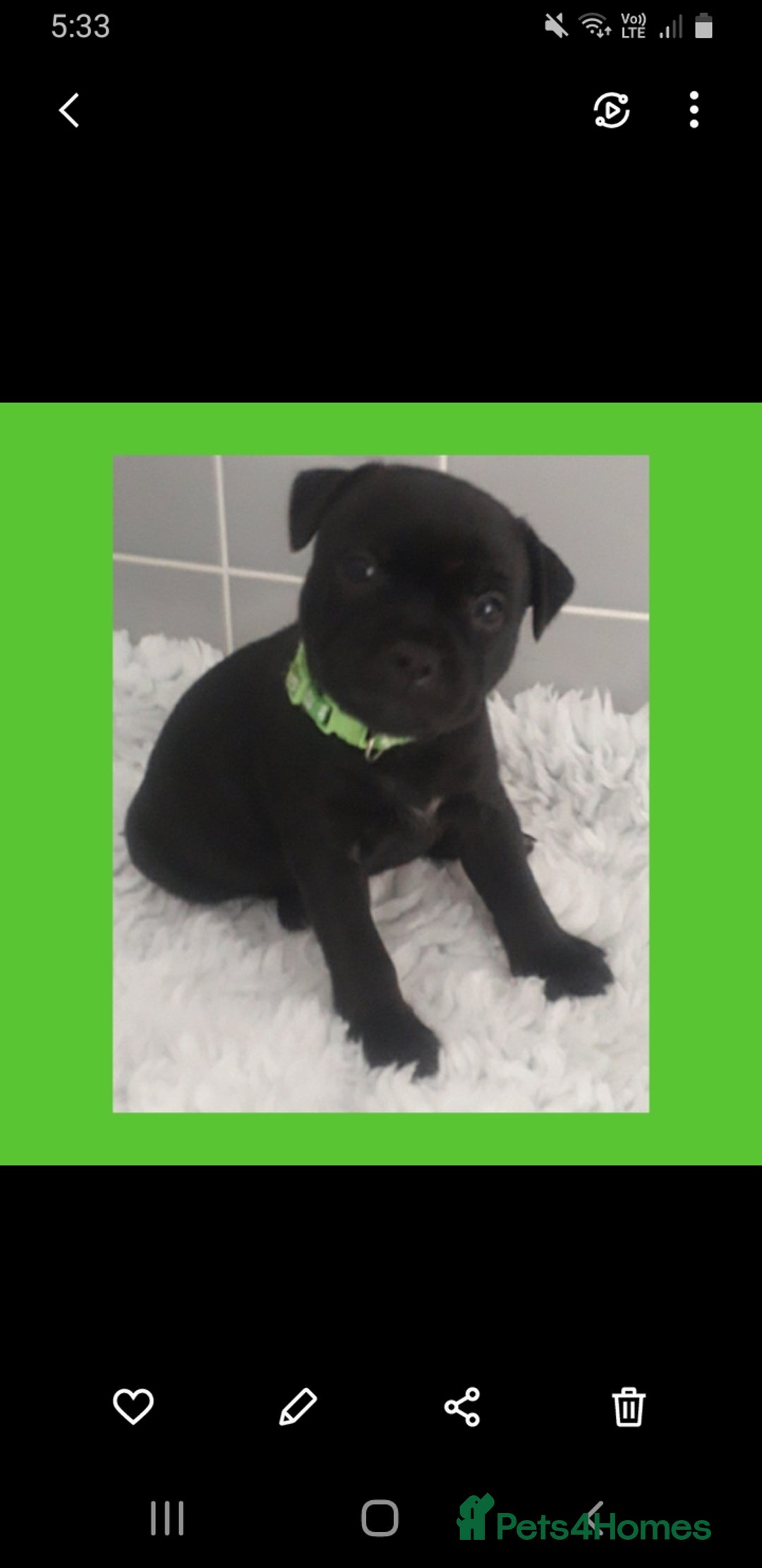 Staffordshire Bull Terrier dogs for sale: Genesis planned mating  - Image 5