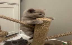 British Shorthair cats for sale: BRITISH SHORT HAIR LILAC KITTENS  - Advert 8