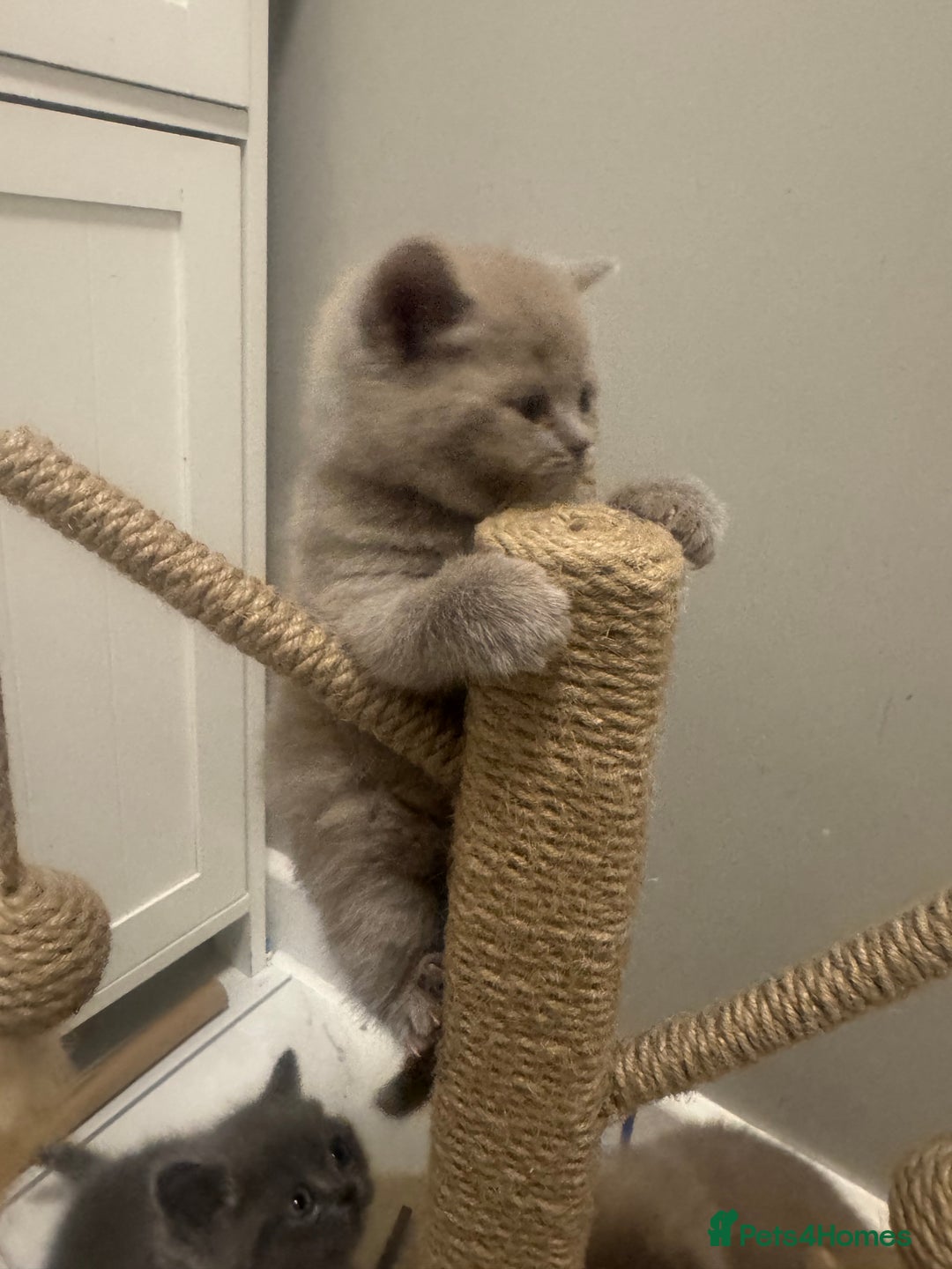 British Shorthair cats for sale: BRITISH SHORT HAIR LILAC KITTENS  - Advert 8