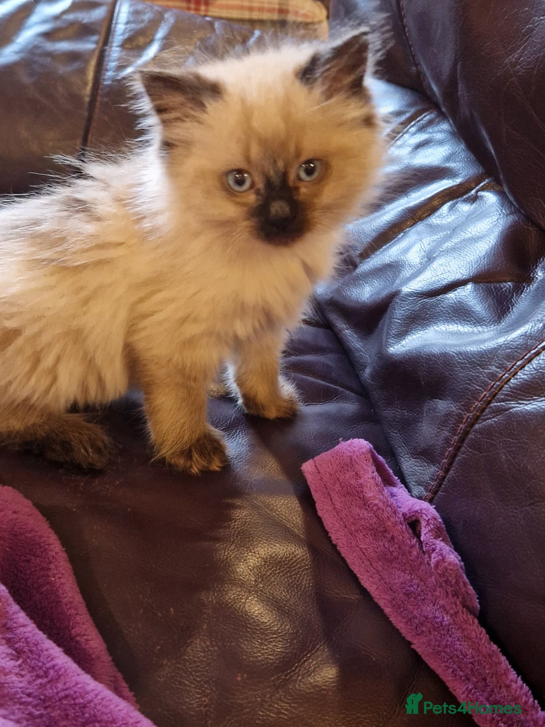Ragdoll cats for sale: Ragdoll kittens - Advert 2