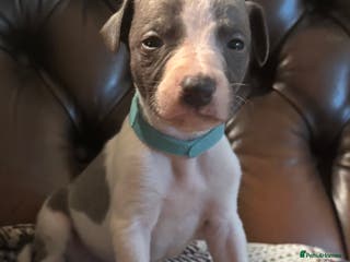 Whippet dogs 🐾 Exceptional small sized KC Reg Whippet Pups🐾 - Advert 9