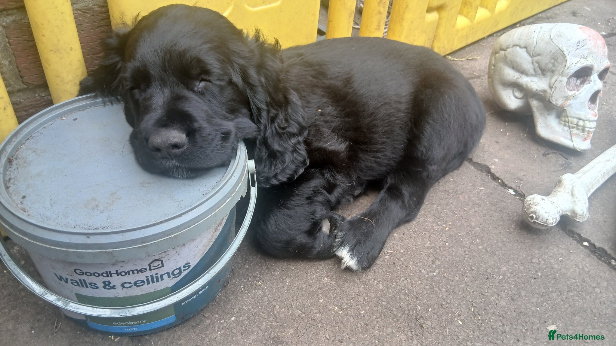 Mixed Breed dogs Gorgeous  Cockapoo x Golden Retriever x  puppies  - Advert 3