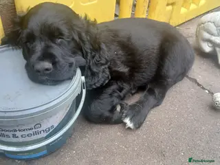 Mixed Breed dogs Gorgeous Cockapoo x Golden Retriever x puppies - Advert 3