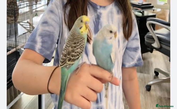 Budgerigars birds - Advert 5