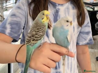 Budgerigars birds - Advert 27