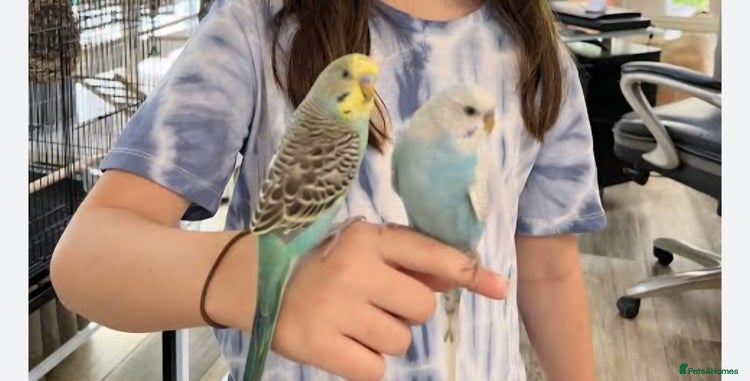 Budgerigars birds - Advert 13